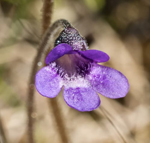 Common Butterwort
