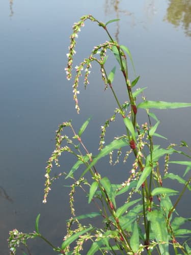 Waterpepper Plant (Not a Bonsai)