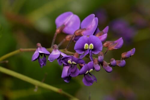 Native Wisteria Bonsai