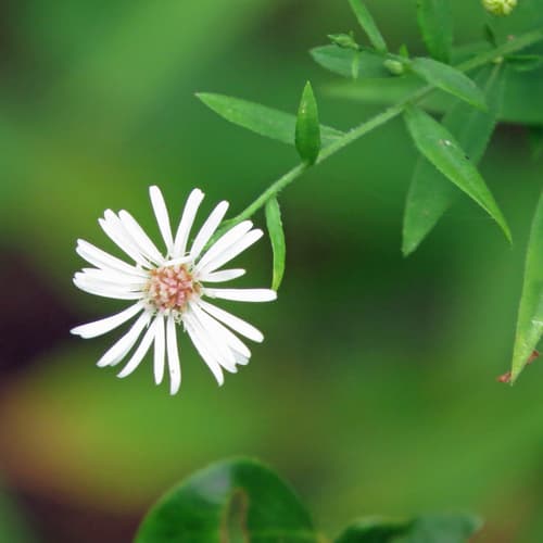 Ontario Aster