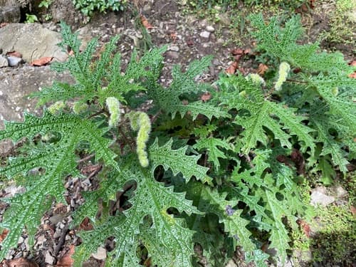 Himalayan Nettle