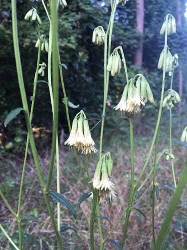 Lion's Foot Rattlesnake Root