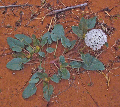 Snowball Sand Verbena