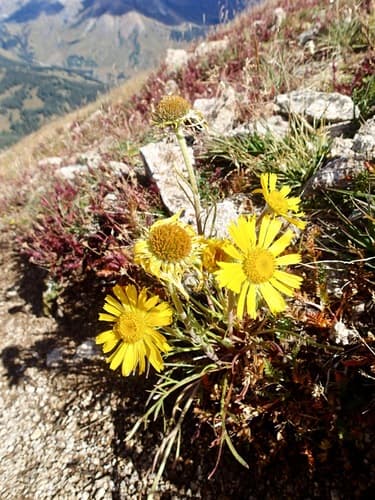 Alpine Sunflower