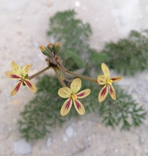Night-scented Pelargonium