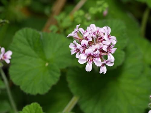Austral Stork's-bill Bonsai