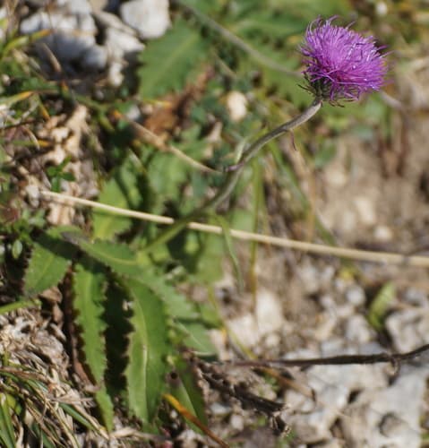 Alpine Thistle
