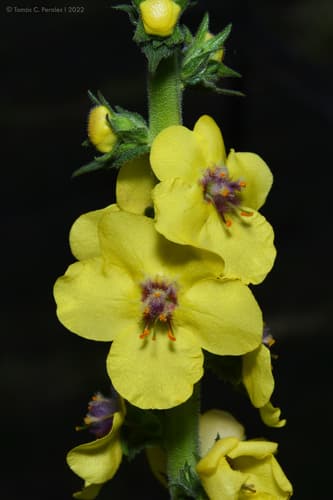 Wand Mullein