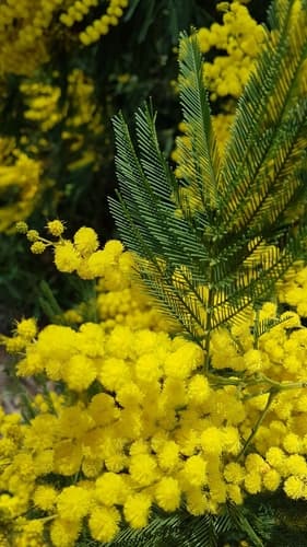 Sydney Green Wattle Bonsai