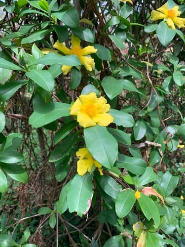 Climbing Guinea flower