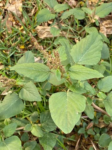 Green Amaranth