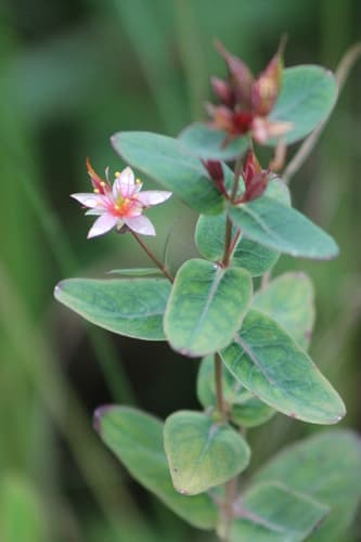 Virginia marsh St. John's-wort