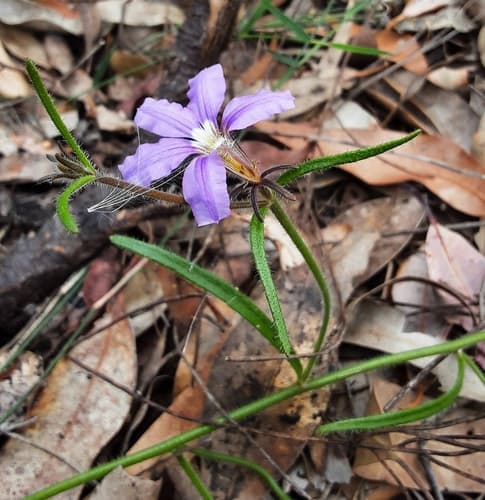 Hairy Fan-flower