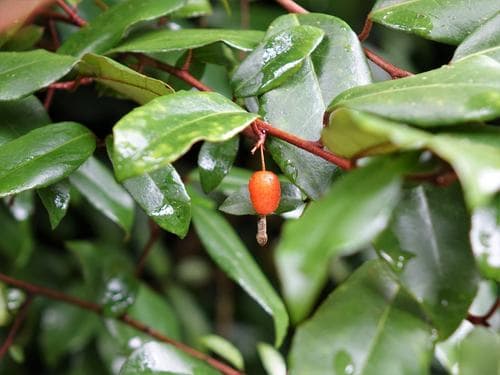 Elaeagnus reflexa Bonsai