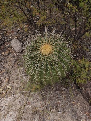 Ferocactus histrix Cactus
