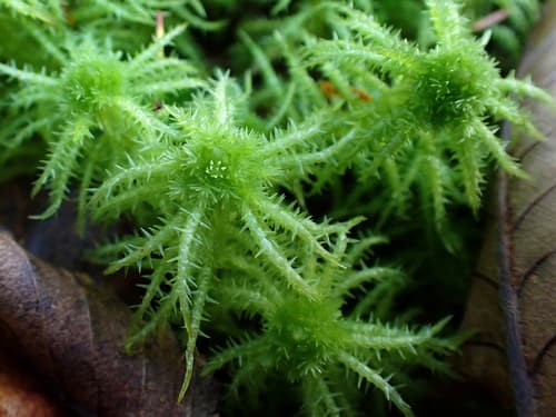 Crome Sphagnum