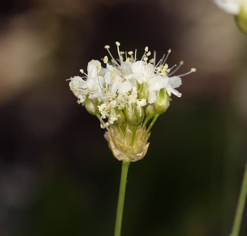 Ballhead Sandwort