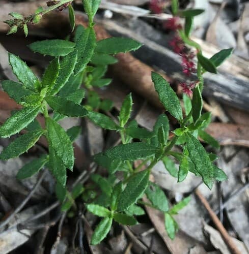 Common Raspwort Bonsai