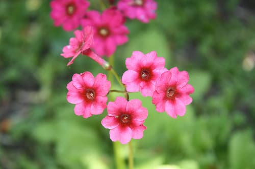 Japanese Primrose