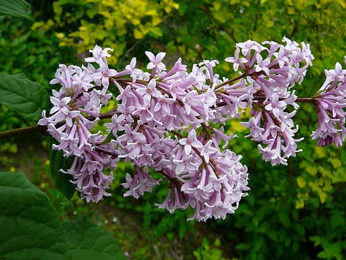 Hungarian Lilac Bonsai