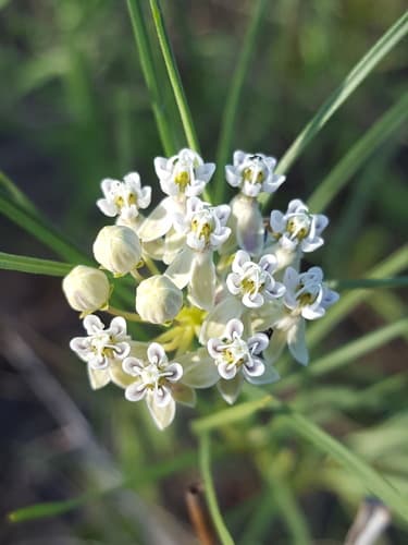 Horsetail Milkweed