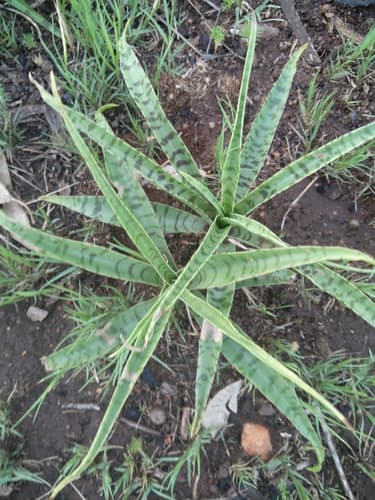 Highveld African Hyacinth Bonsai