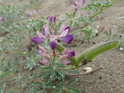 Seashore Lupine