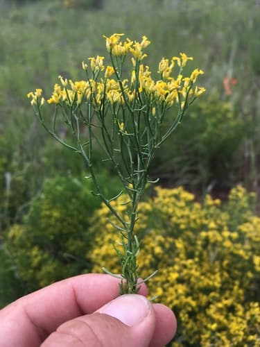 Sticky Snakeweed Bonsai