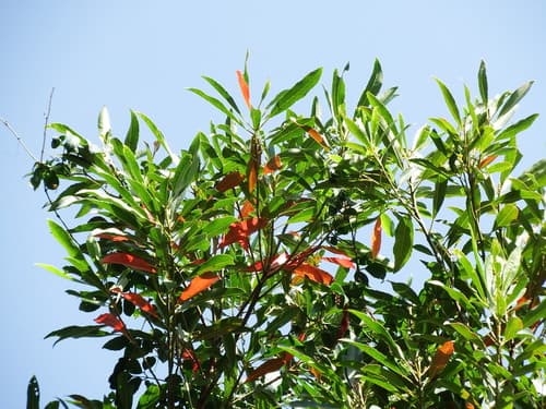 Common Elaeocarpus Bonsai