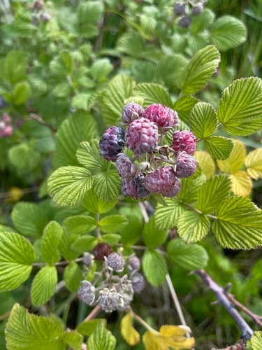 Ceylon Raspberry Bonsai