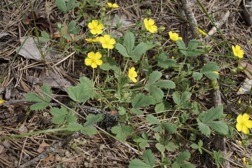 Potentilla incana Bonsai Specimen