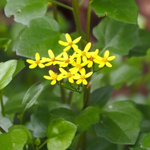 Creeping Groundsel Specimen