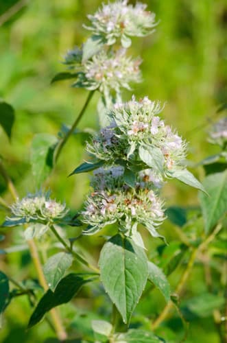 Hoary Mountainmint