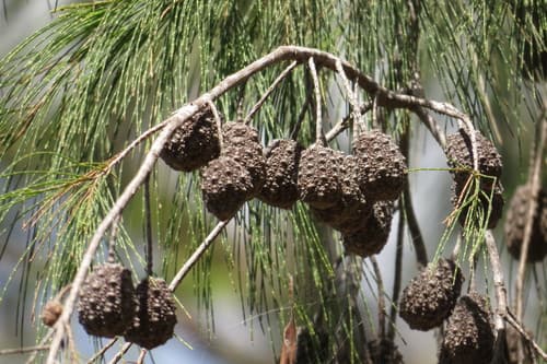 Forest Sheoak Bonsai