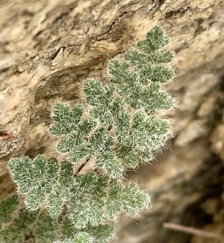Parry's Lip Fern Bonsai