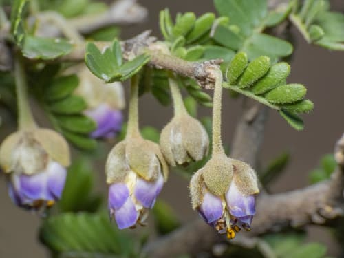 Chilean Guayacan Bonsai