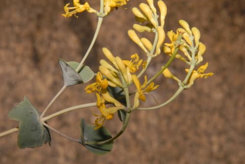 Chaparral Honeysuckle