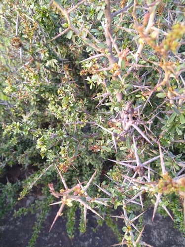 Hedge Spikethorn Bonsai