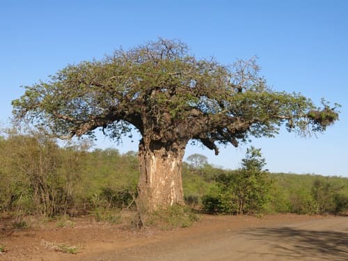 African Baobab (Adansonia digitata)
