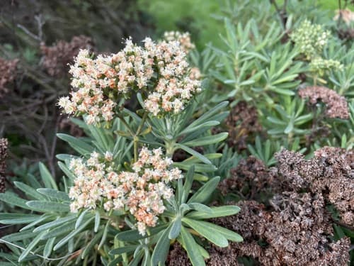 Santa Cruz Island wild buckwheat