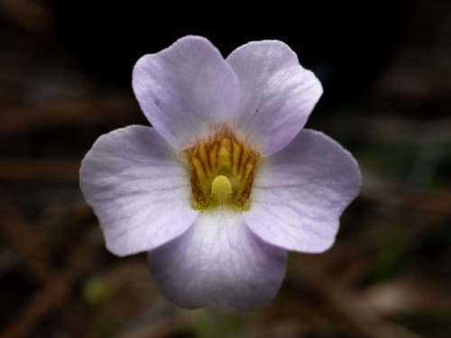 Small butterwort