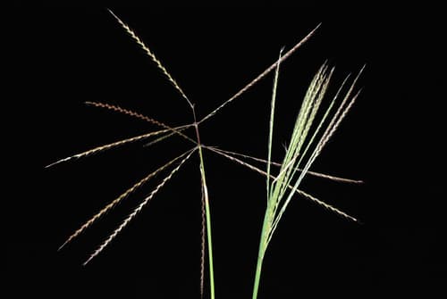 tumble windmillgrass