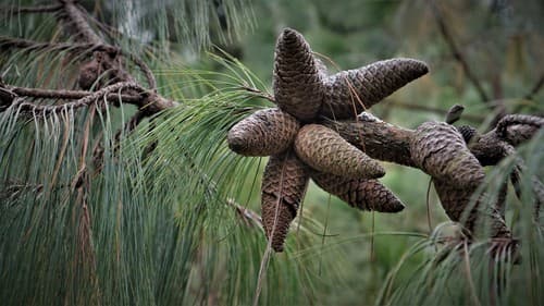 Jelecote Pine Bonsai