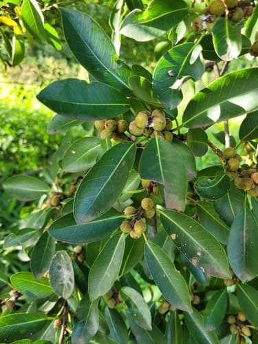 Common Wild Fig Bonsai