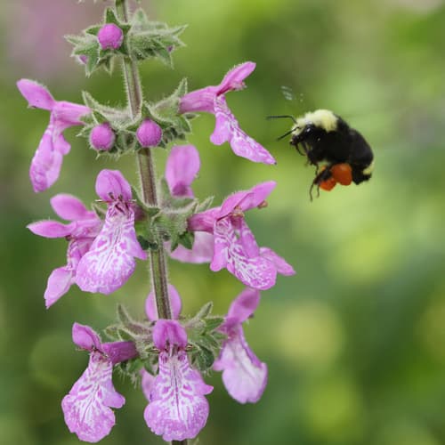California Hedge Nettle