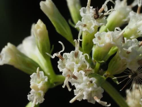 Mile-a-minute (Hypothetical Bonsai)