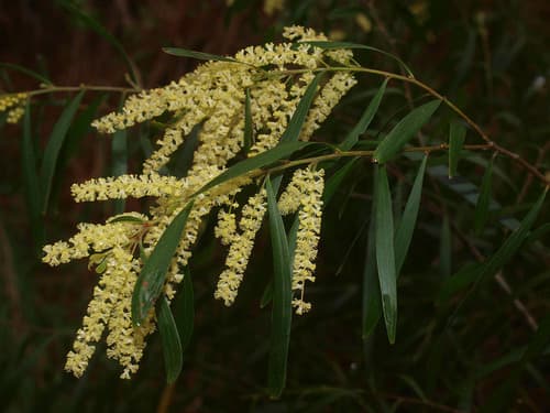 Weeping Acacia