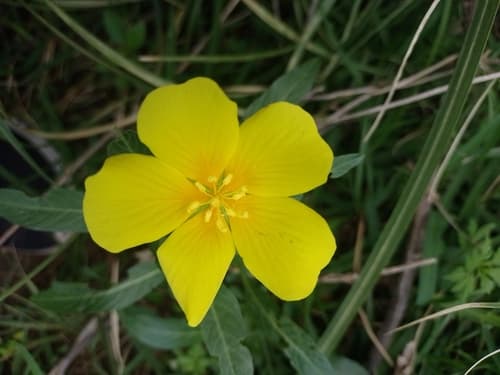 Water Primrose Flower