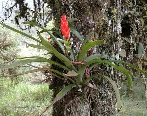 West Indian tufted airplant