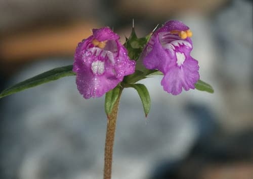 Red Hemp-nettle Bonsai